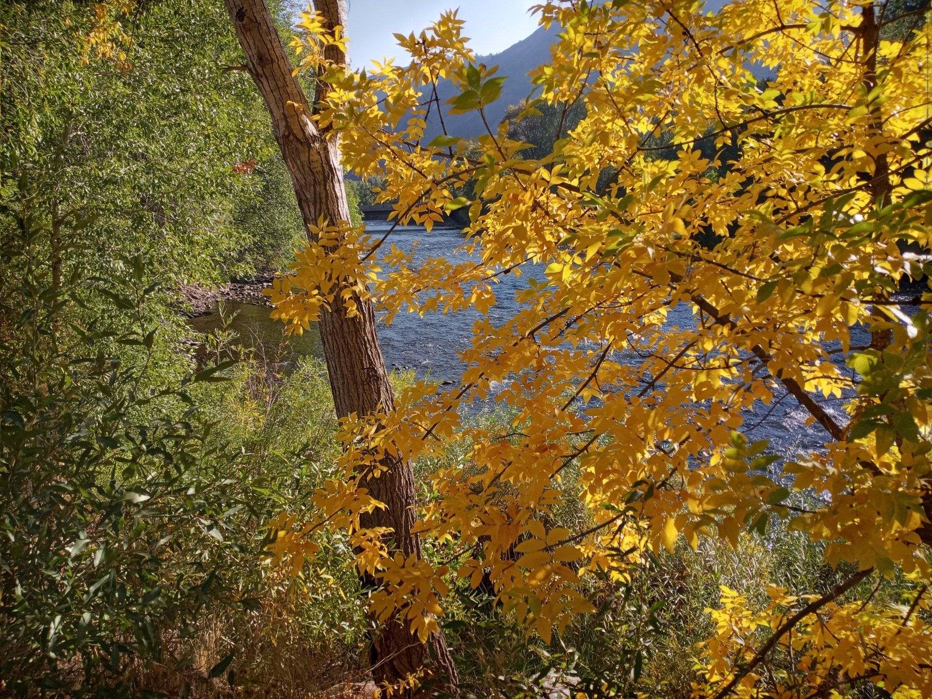 bright gold leaves on tree in front of river with greenery alongside