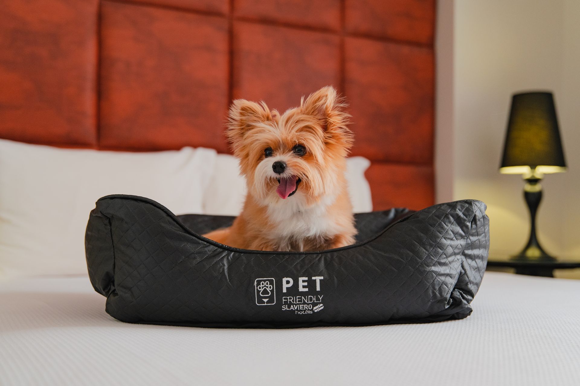 Pet Friendly | Slaviero Hotéis