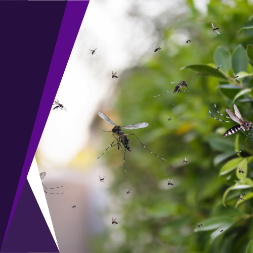 A bunch of mosquitoes are flying around a tree