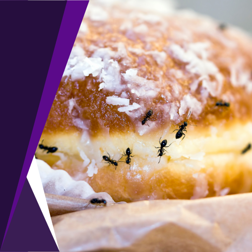 Ants are crawling on a donut with coconut on top