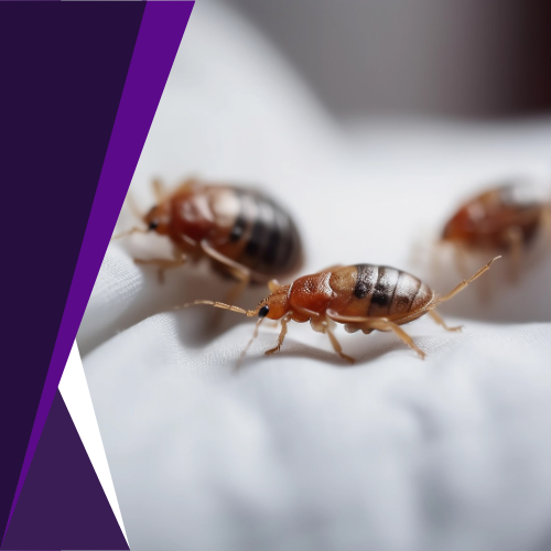 Three bed bugs are crawling on a white sheet.