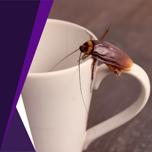 A cockroach is sitting on the handle of a white cup