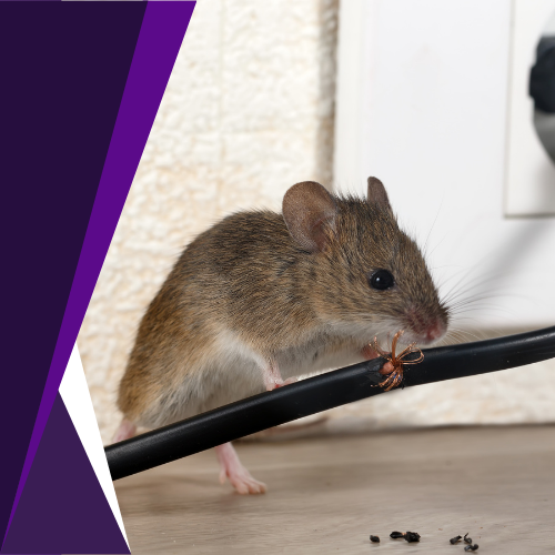 A mouse is sitting on a wire next to a socket.