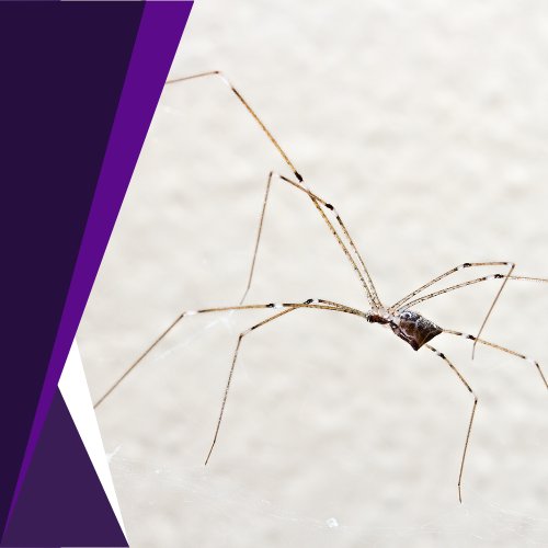 A close up of a spider on a white surface