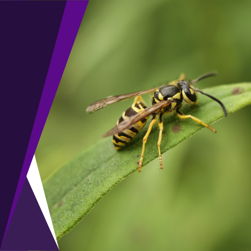 A wasp is sitting on a green leaf.