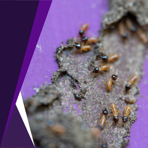 A group of termites are crawling on a piece of wood.