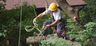 arboricultural services