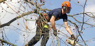 Expert assessment of trees