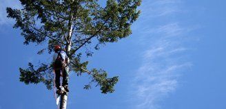 Arboricultural reports