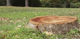 stump removal