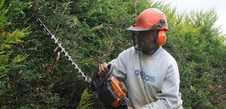 general tree maintenance