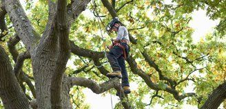 tree surgery