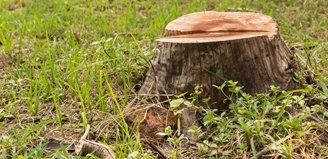 stump grinding