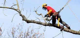 Tree felling