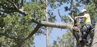 tree surgery services