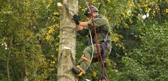 professional tree felling