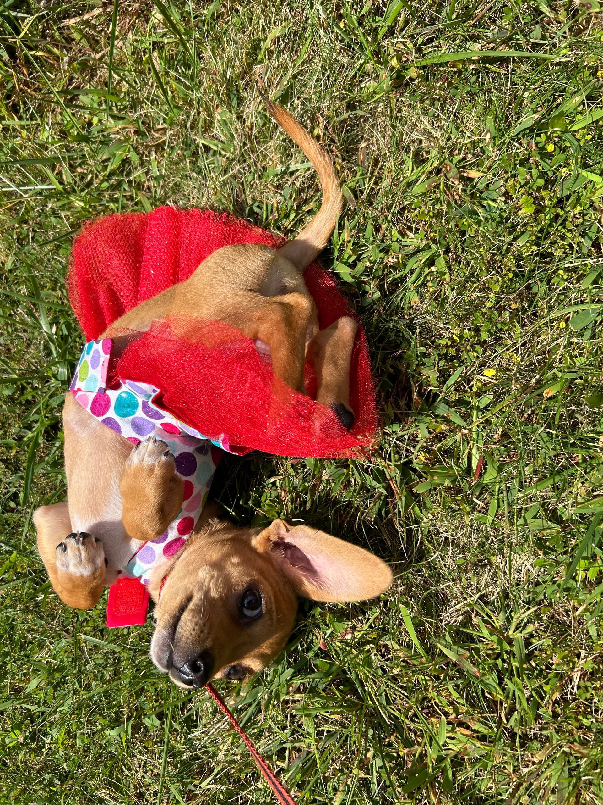Dachshund puppy in a red and polka-dot outfit, rolling on the grass and looking up.