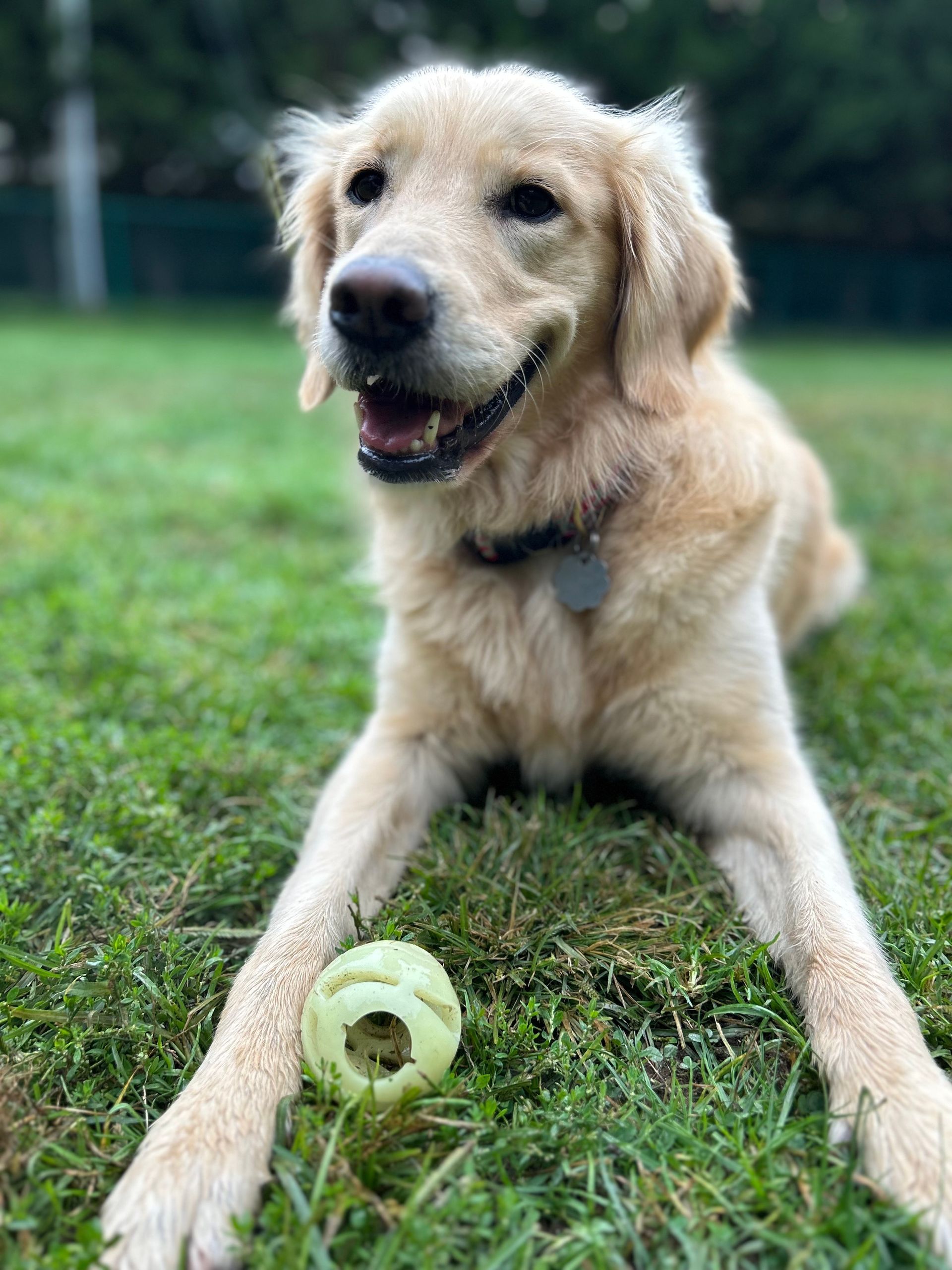 Golden retriever dog laying on grass with a toy, smiling.
