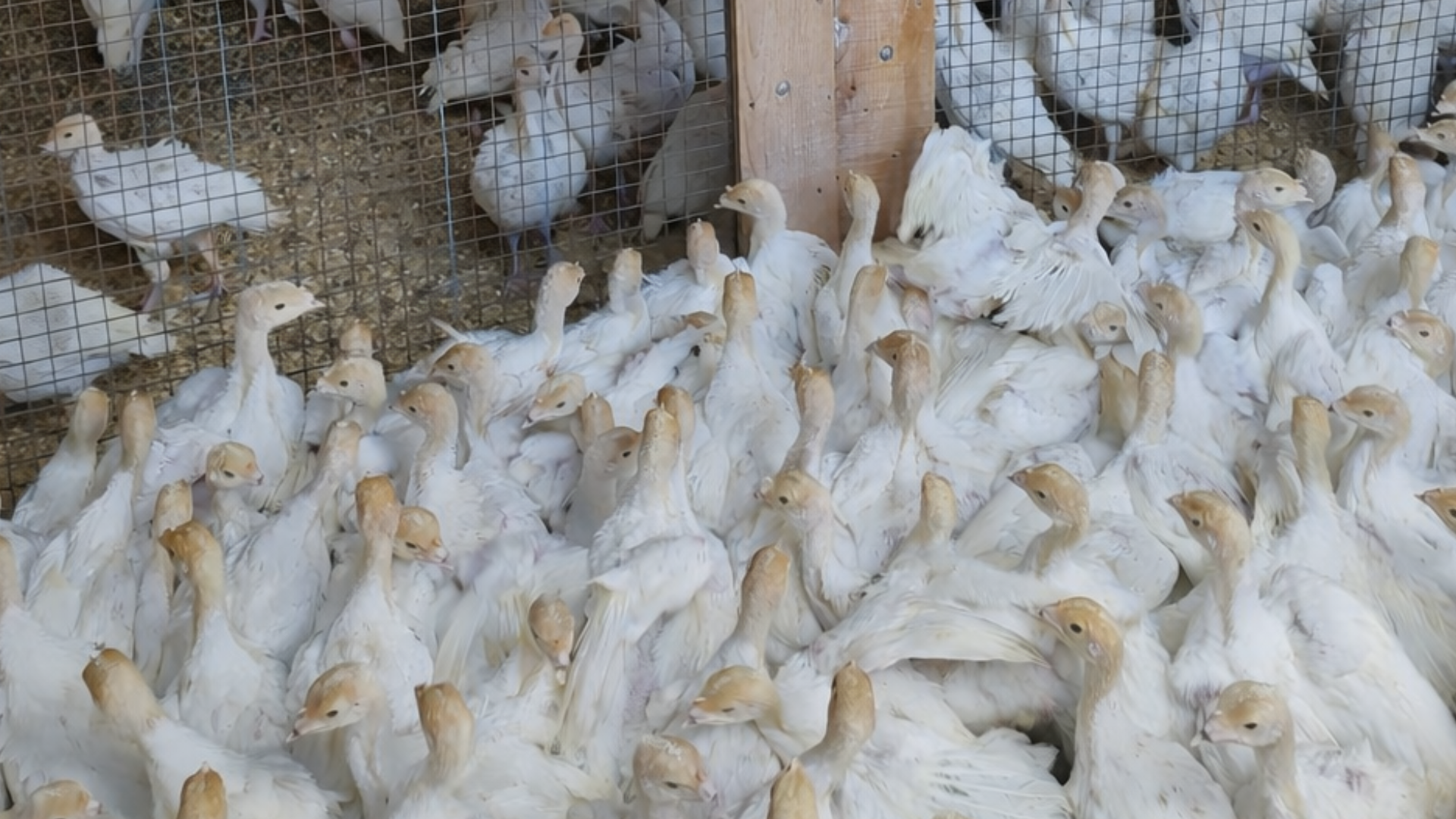 White turkeys crowded together in an enclosed pen.