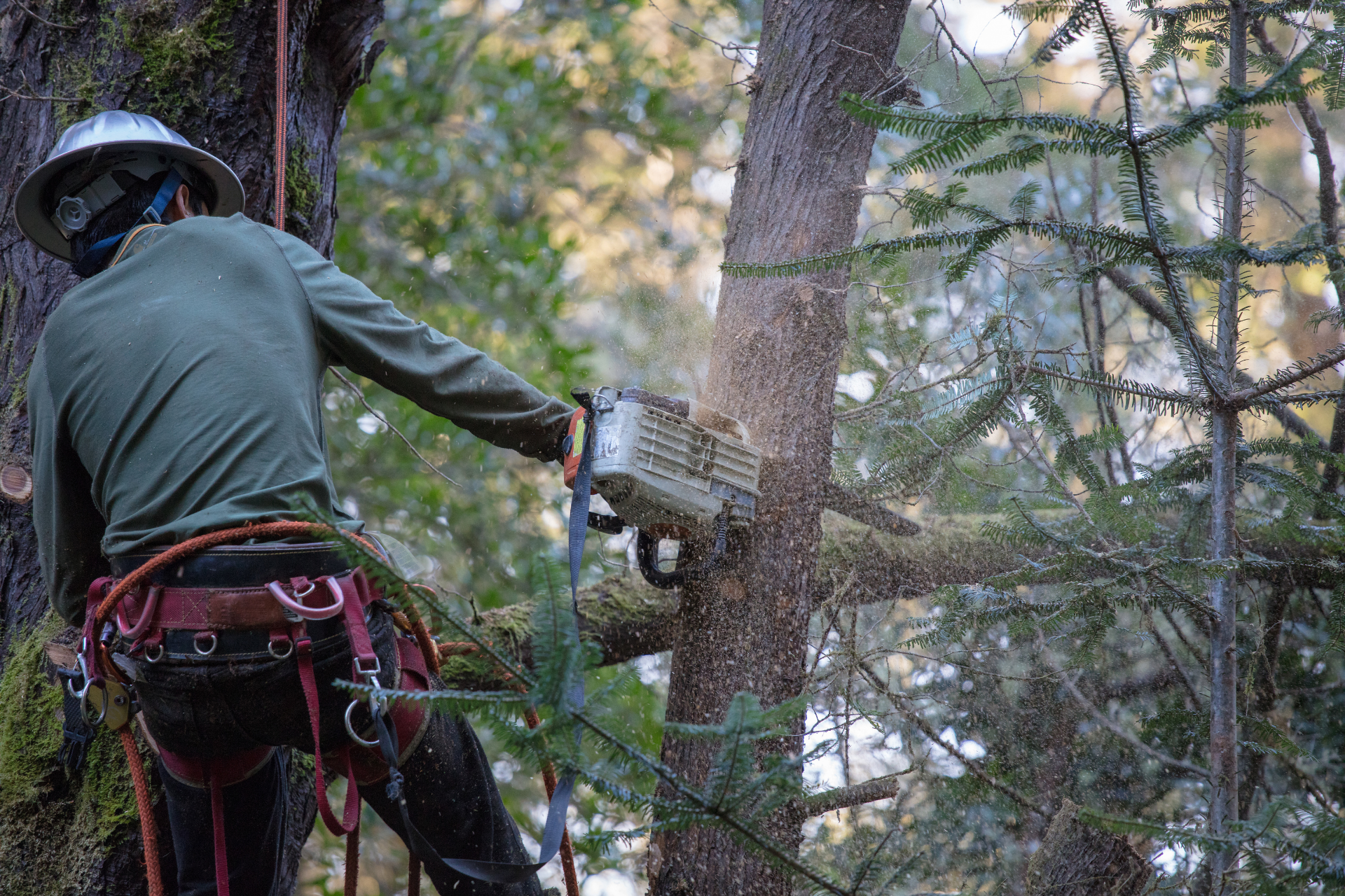 A man is cutting a tree with a chainsaw in the woods.