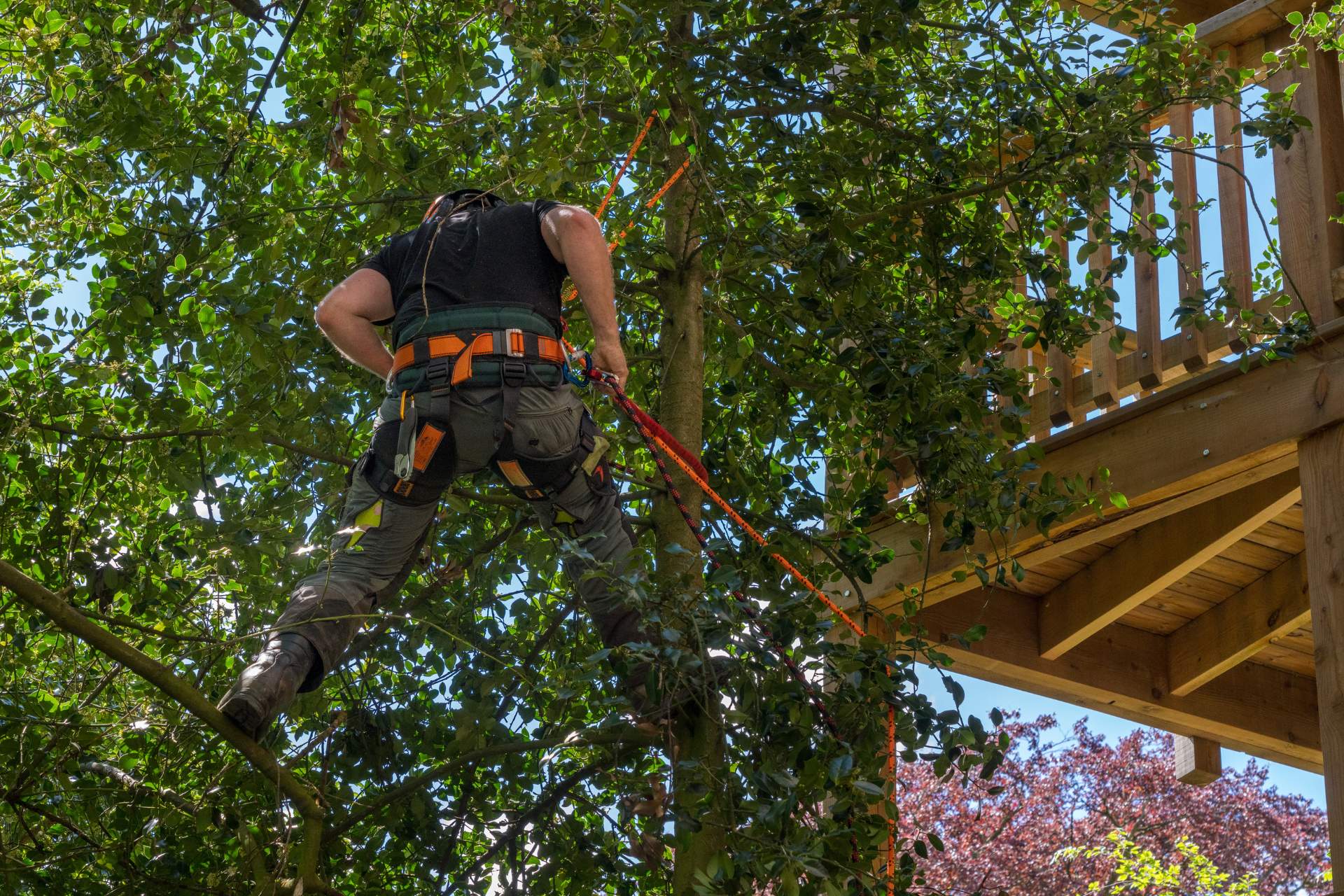 A man is climbing a tree with a rope attached to it.