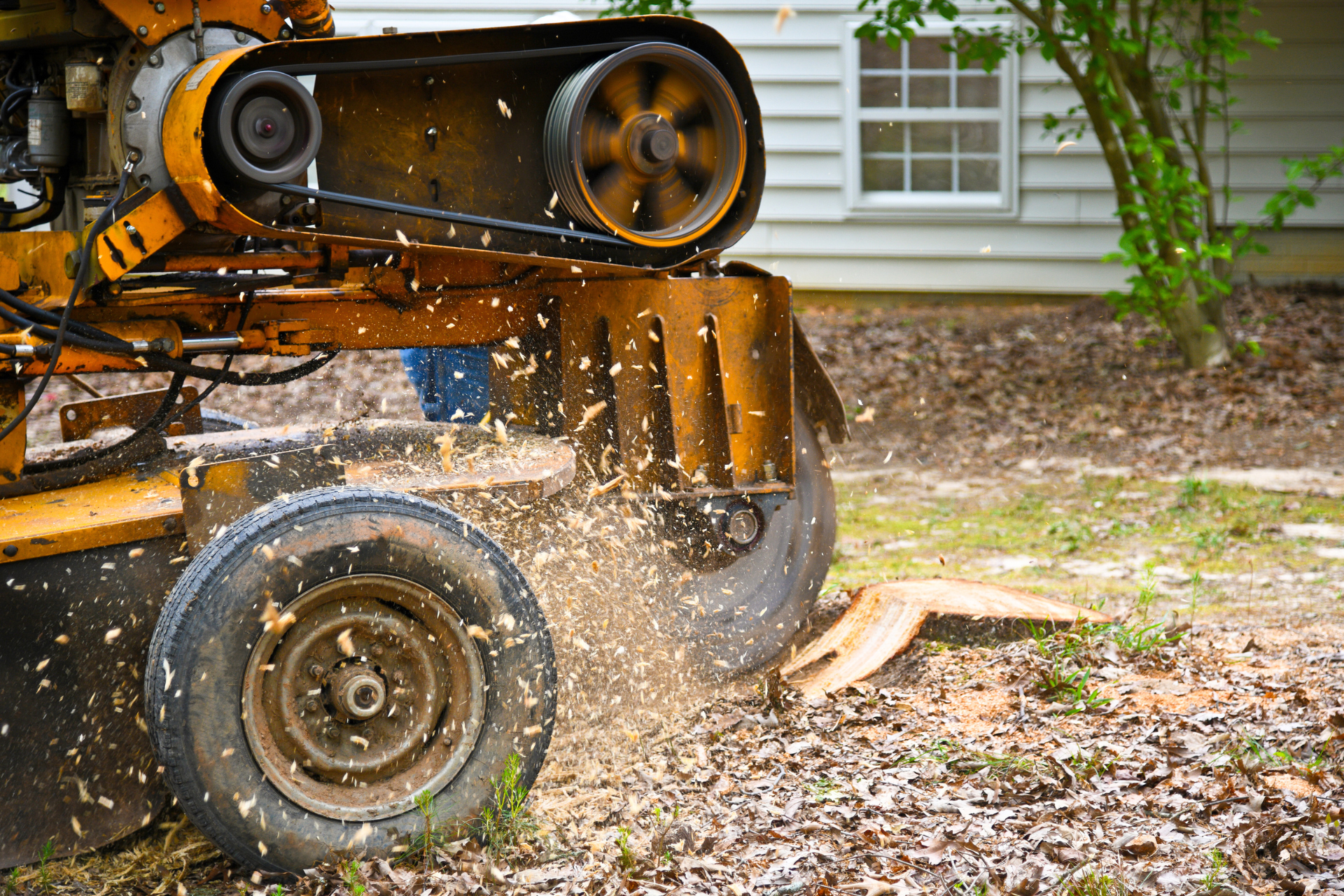 A tree stump grinder is cutting a tree stump in front of a house.