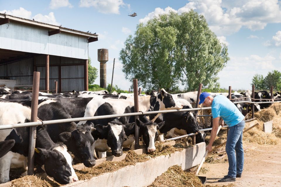 Livestock Industry Gets 3 8m Funding Boost