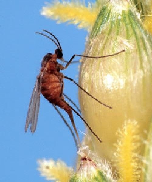 A female sorghum midge laying eggs in a sorghum head. 