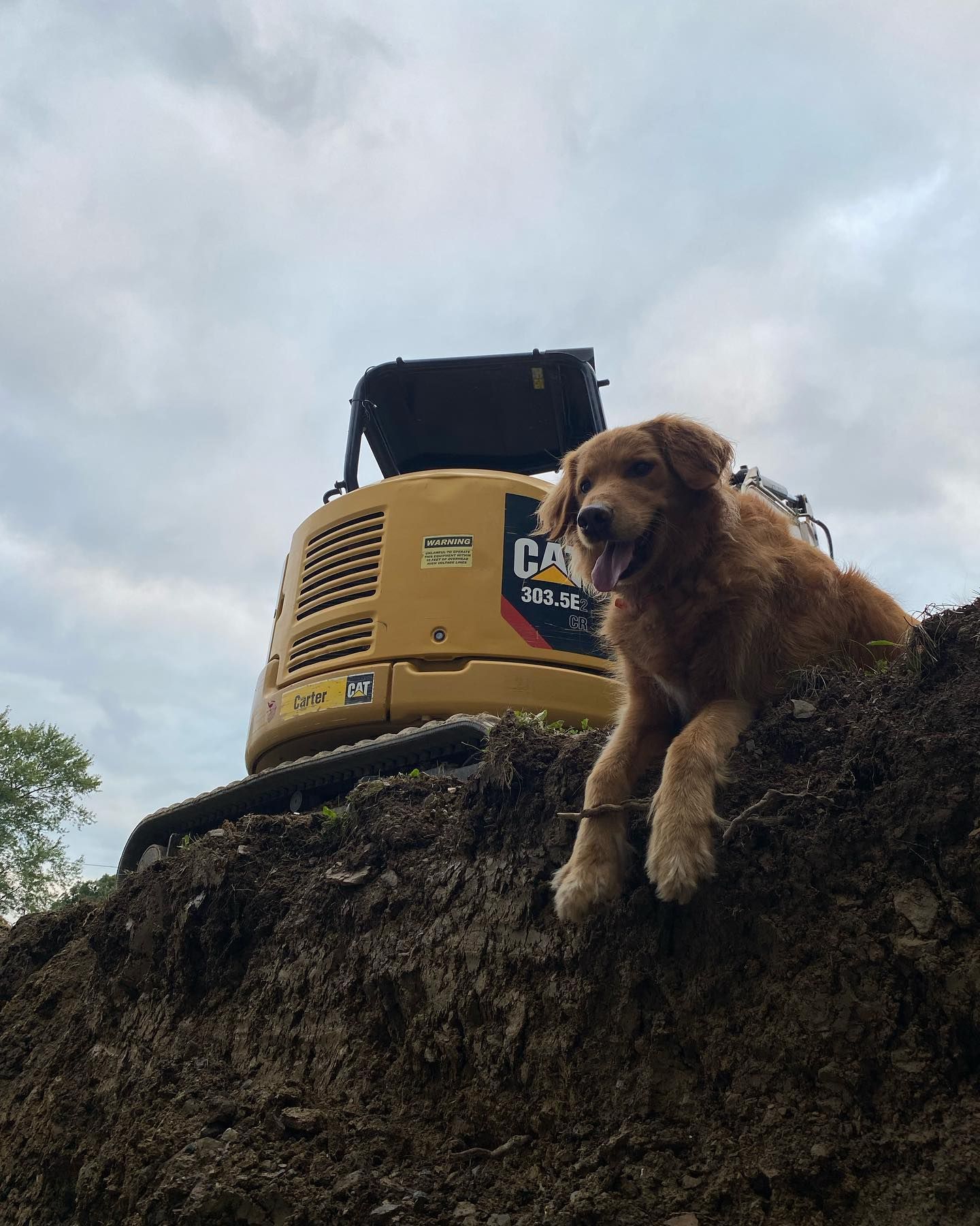 A dog is laying on top of a pile of dirt in front of a cat excavator.