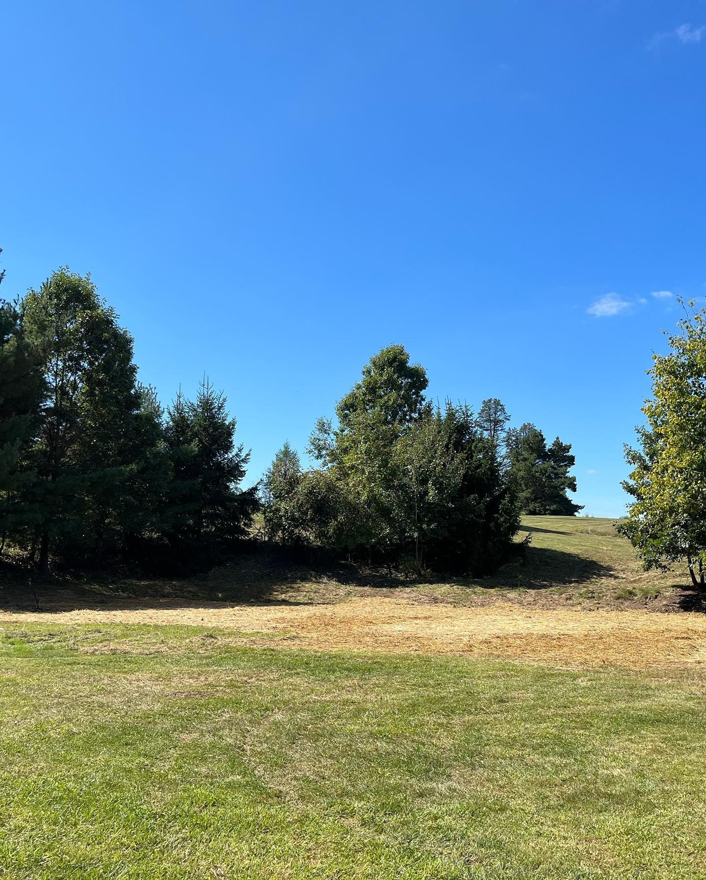 A grassy field with trees in the background and a blue sky