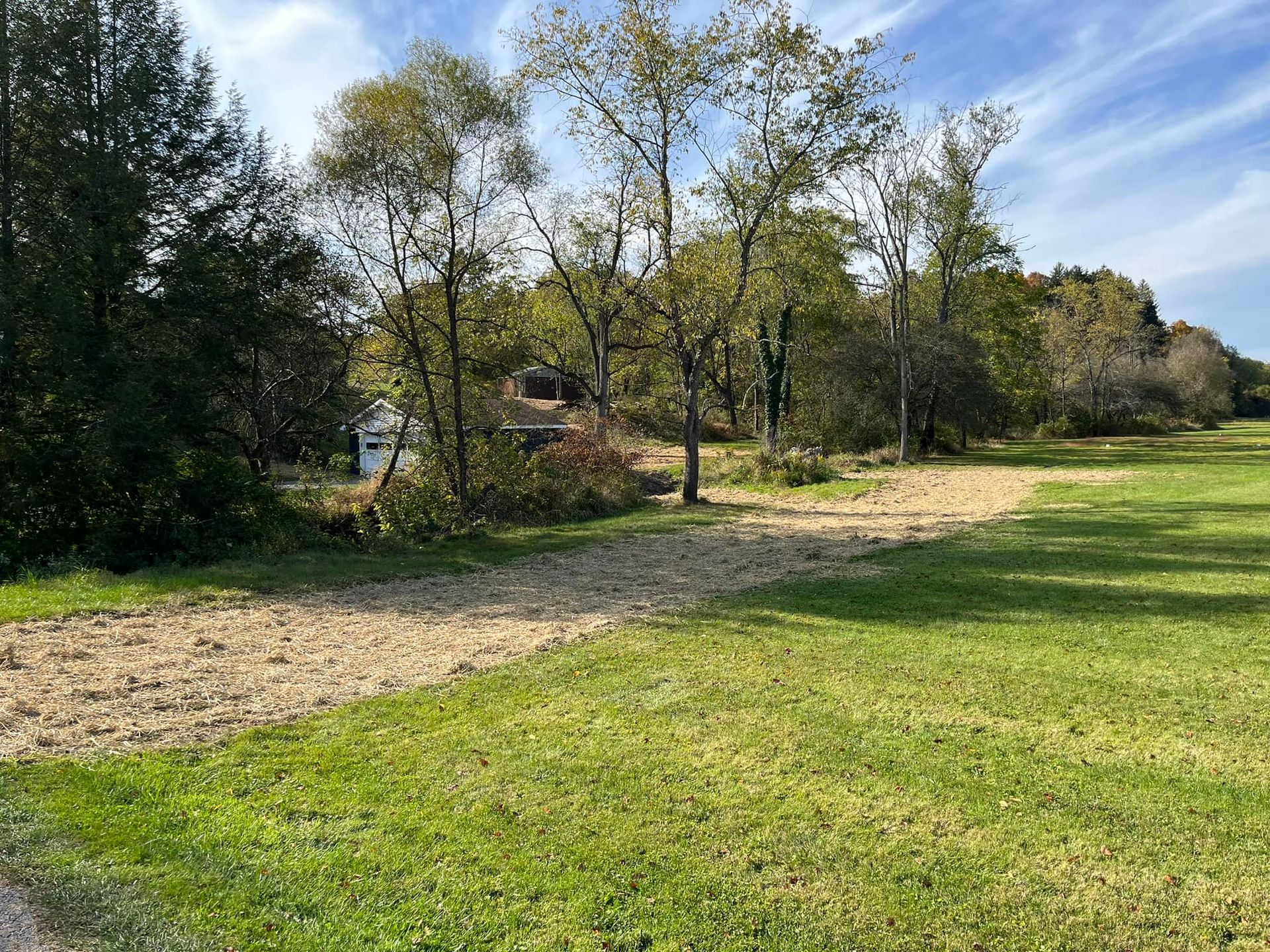 A grassy field with trees in the background on a sunny day.