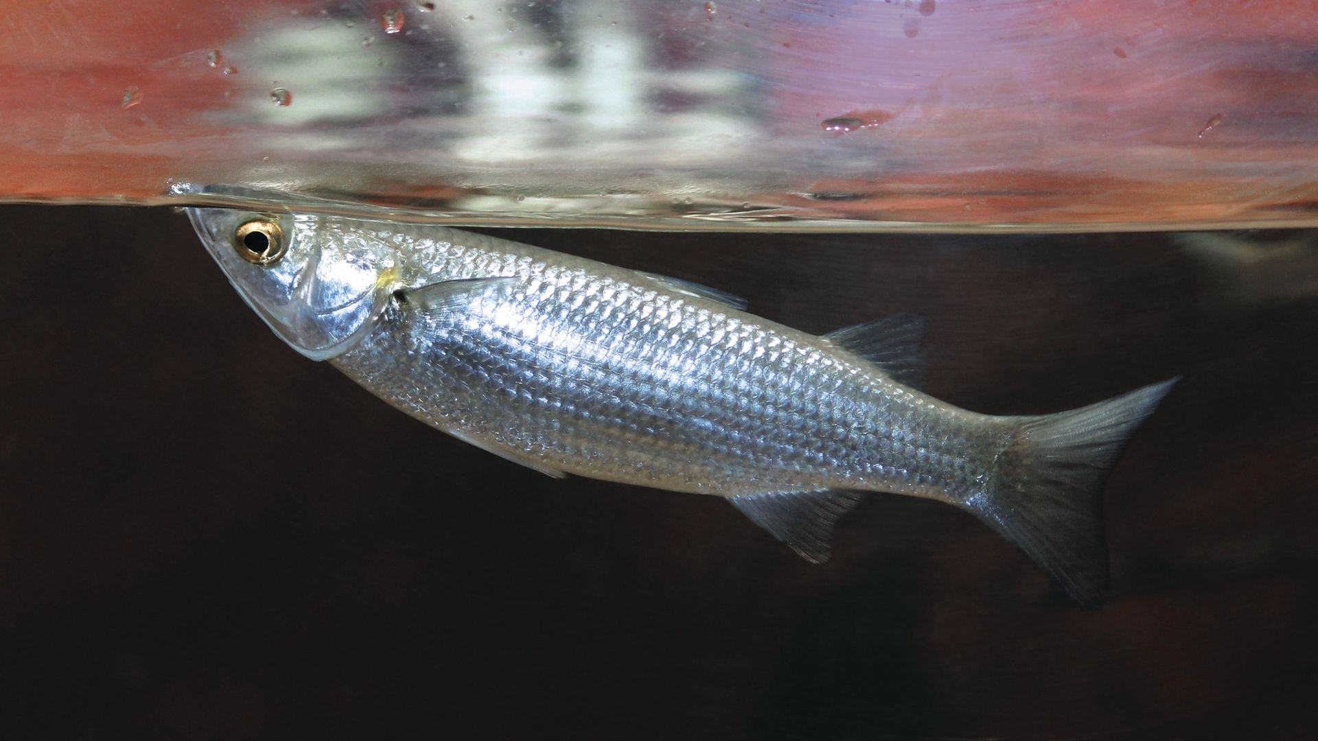 professional fishing guide