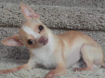 Chihuahua dog 8 years old
