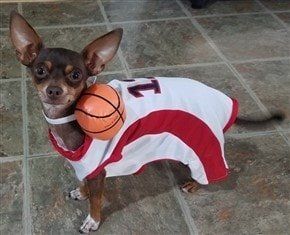 Chihuahua in basketball player costume