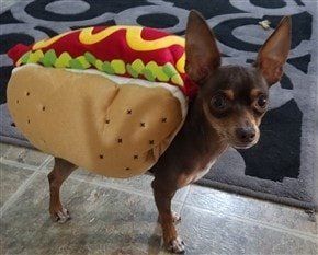 Chihuahua in hotdog costume