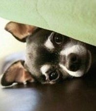 Chihuahua puppy hiding under blanket