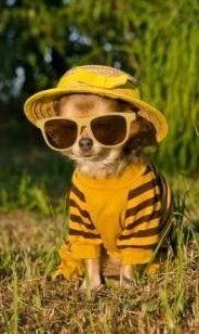 Chihuahua outside in grass