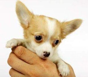 Cute Chihuahua puppy