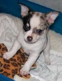 alert Chihuahua newborn