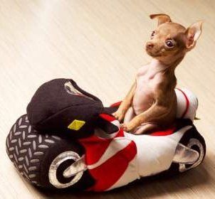Tiny Chihuahua in toy car