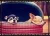 chihuahua-01