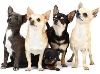 Group of Chihuahua dogs