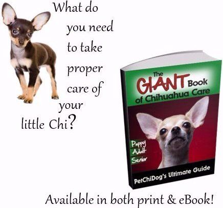 Chihuahua in best sale heat behavior