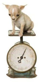 Chihuahua puppy on scale