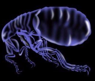 Chihuahua flea problem