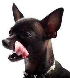 Brushing Chihuahua teeth