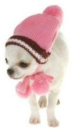 white female Chihuahua puppy with hat