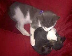 Cat hugging a sleeping Chihuahua puppy