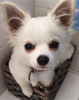 cute white Chihuahua