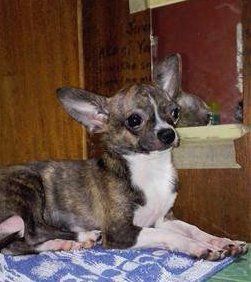 brindle Chihuahua